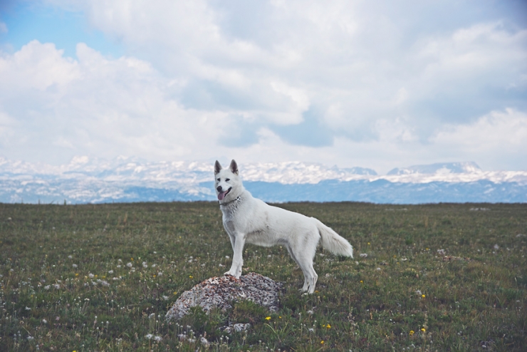 Illustration de l'article : De la cage aux voyages : le merveilleux destin de cette chienne adopt&eacute;e par un globetrotter