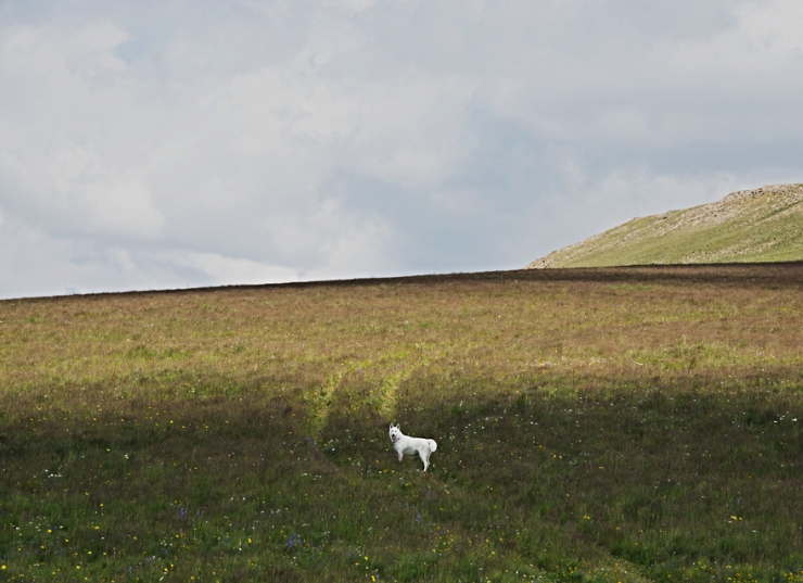 Illustration de l'article : De la cage aux voyages : le merveilleux destin de cette chienne adopt&eacute;e par un globetrotter