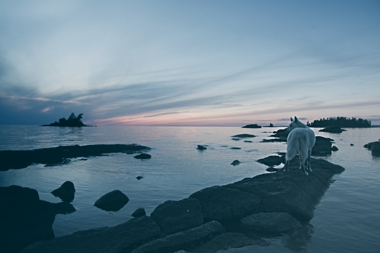 Illustration de l'article : De la cage aux voyages : le merveilleux destin de cette chienne adopt&eacute;e par un globetrotter