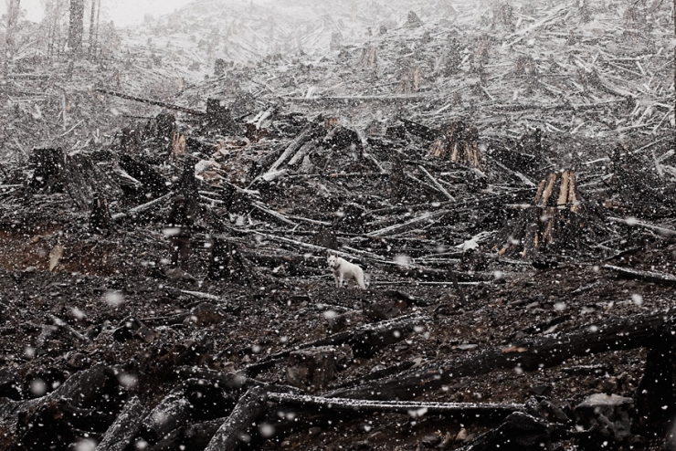 Illustration de l'article : De la cage aux voyages : le merveilleux destin de cette chienne adopt&eacute;e par un globetrotter