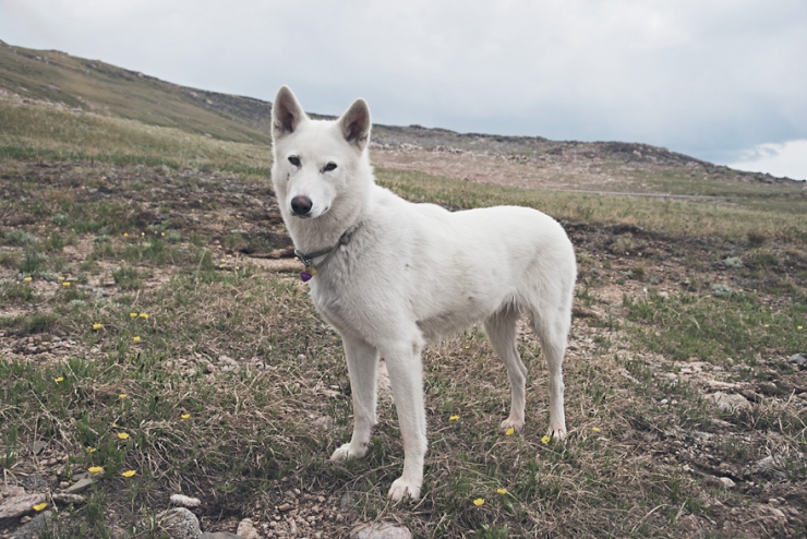 Illustration de l'article : De la cage aux voyages : le merveilleux destin de cette chienne adopt&eacute;e par un globetrotter