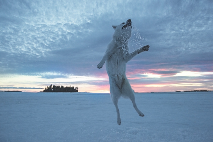 Illustration de l'article : De la cage aux voyages : le merveilleux destin de cette chienne adopt&eacute;e par un globetrotter