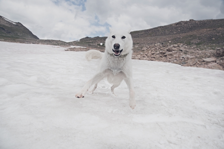 Illustration de l'article : De la cage aux voyages : le merveilleux destin de cette chienne adopt&eacute;e par un globetrotter