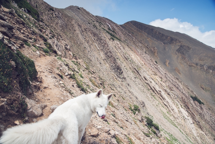 Illustration de l'article : De la cage aux voyages : le merveilleux destin de cette chienne adopt&eacute;e par un globetrotter