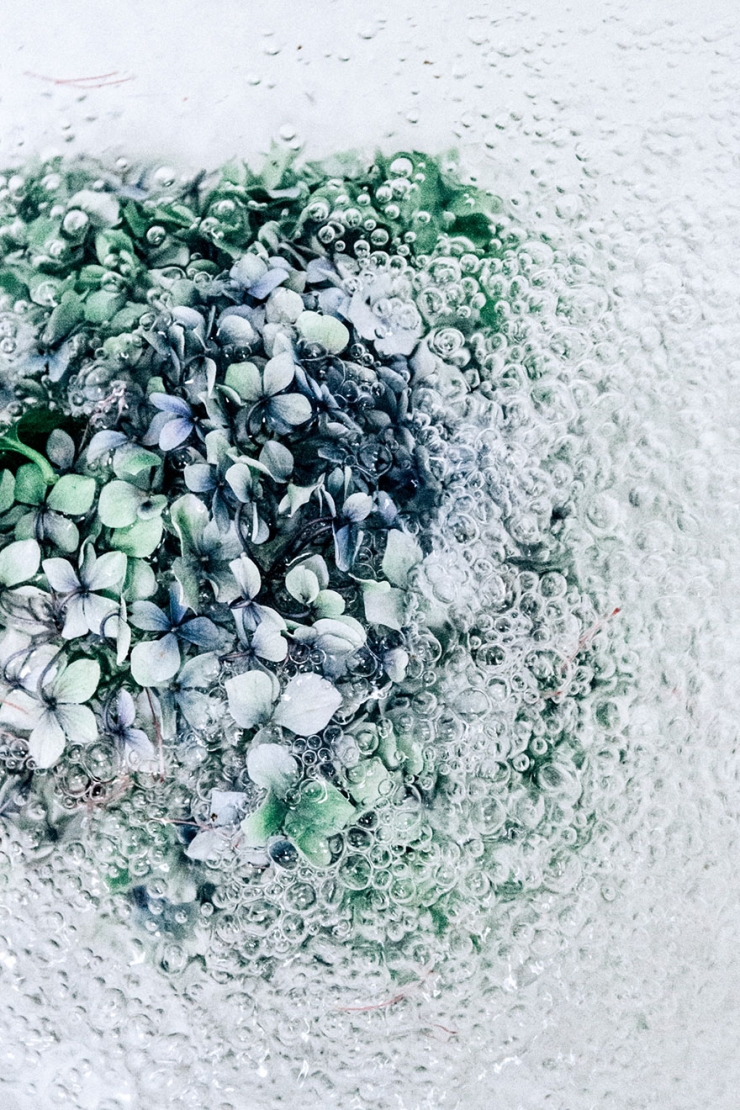 Illustration de l'article : D'&eacute;poustouflants portraits de fleurs immerg&eacute;es