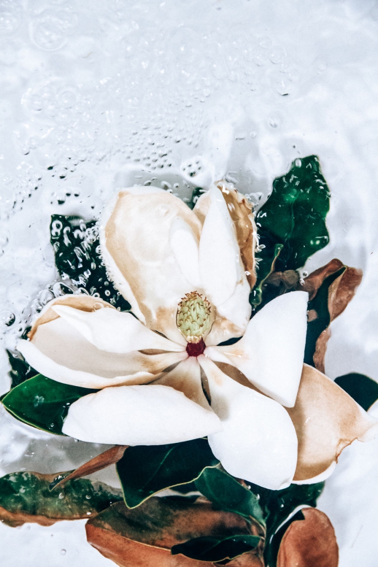 Illustration de l'article : D'&eacute;poustouflants portraits de fleurs immerg&eacute;es