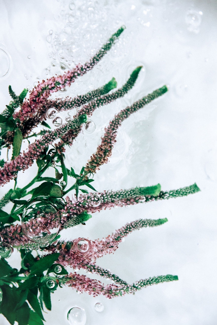 Illustration de l'article : D'&eacute;poustouflants portraits de fleurs immerg&eacute;es