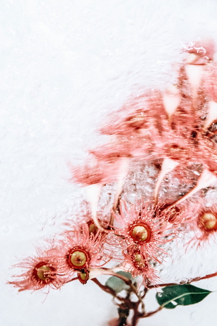 Illustration de l'article : D'&eacute;poustouflants portraits de fleurs immerg&eacute;es