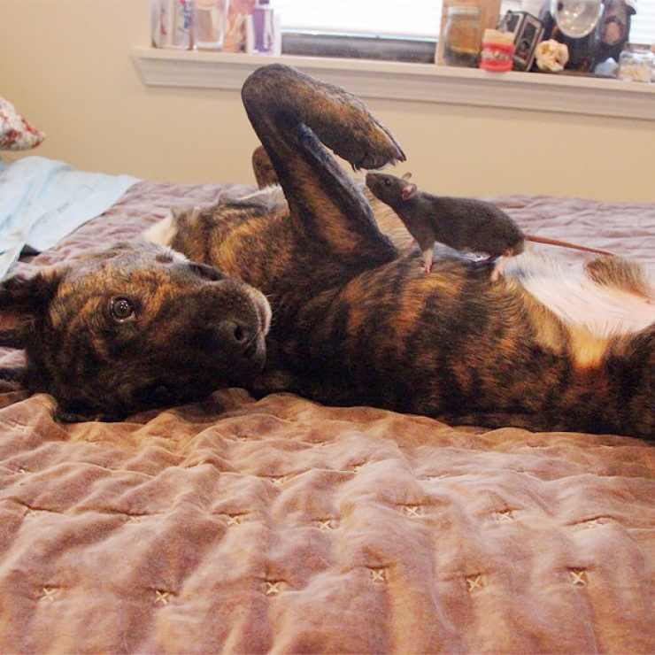 Illustration de l'article : Ce rat recueilli et ce chien de th&eacute;rapie sont les meilleurs amis du monde