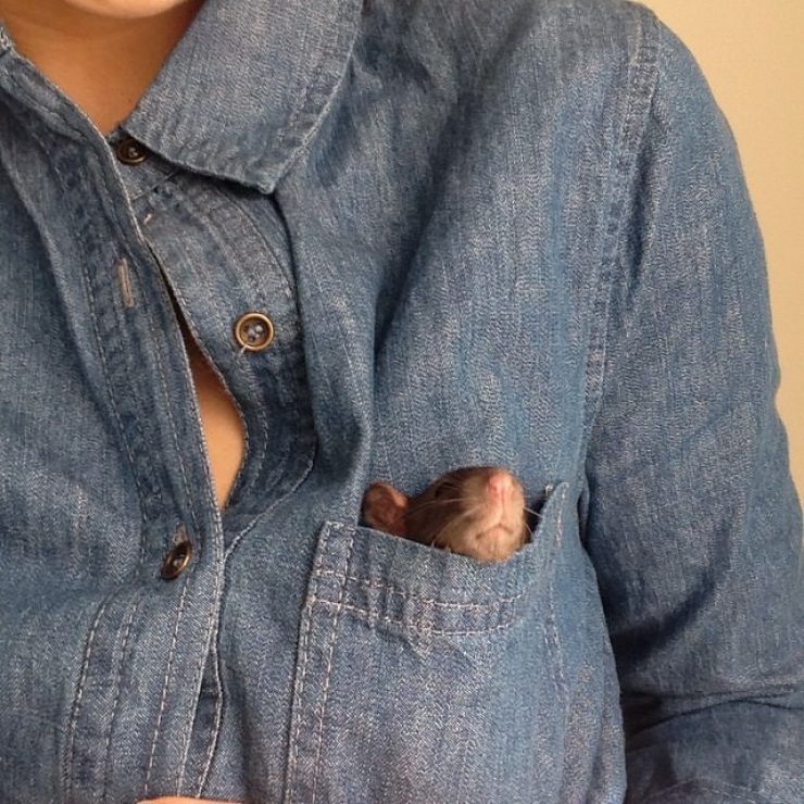 Illustration de l'article : Depuis qu&rsquo;ils ont &eacute;t&eacute; adopt&eacute;s, ce chien et ce rat sont devenus ins&eacute;parables !