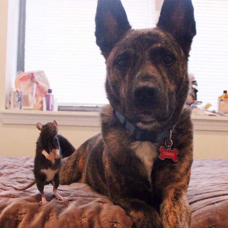 Illustration de l'article : Depuis qu&rsquo;ils ont &eacute;t&eacute; adopt&eacute;s, ce chien et ce rat sont devenus ins&eacute;parables !