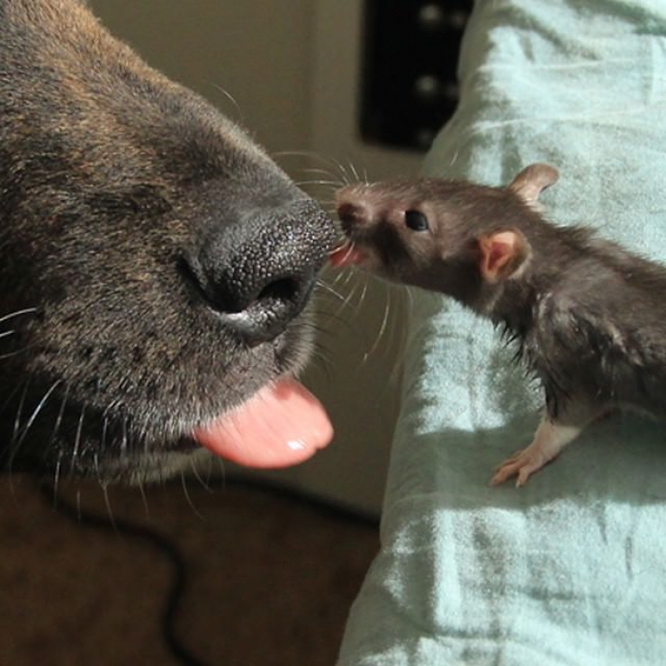 Illustration de l'article : Depuis qu&rsquo;ils ont &eacute;t&eacute; adopt&eacute;s, ce chien et ce rat sont devenus ins&eacute;parables !
