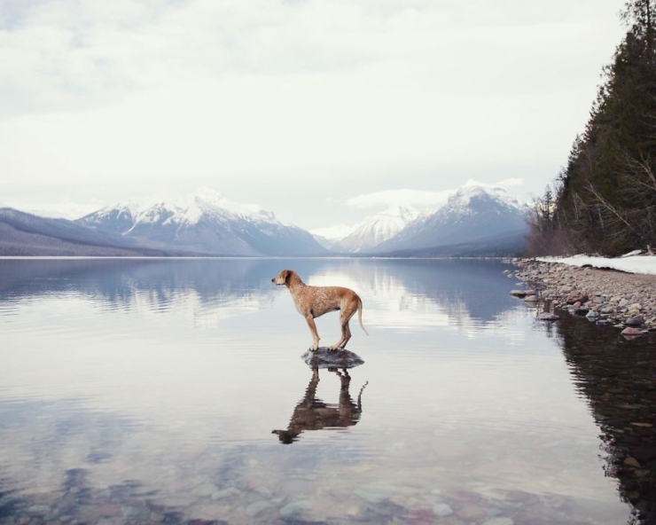 Illustration de l'article : Maddie, la chienne qui adore voyager aux c&ocirc;t&eacute;s de son photographe de ma&icirc;tre