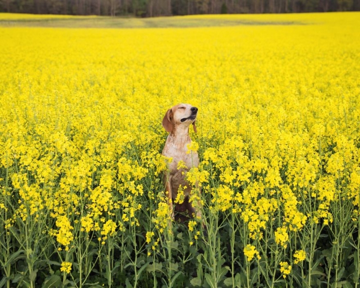 Illustration de l'article : Maddie, la chienne qui adore voyager aux c&ocirc;t&eacute;s de son photographe de ma&icirc;tre