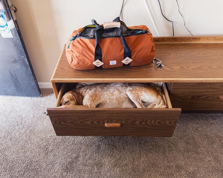 Illustration de l'article : Maddie, la chienne qui adore voyager aux c&ocirc;t&eacute;s de son photographe de ma&icirc;tre