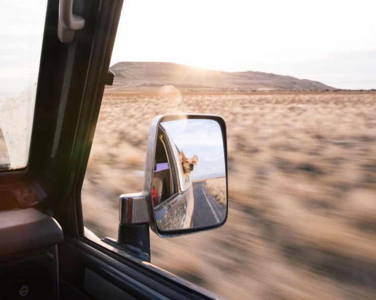 Illustration de l'article : Maddie, la chienne qui adore voyager aux c&ocirc;t&eacute;s de son photographe de ma&icirc;tre