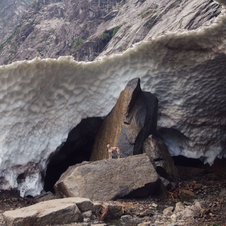Illustration de l'article : Maddie, la chienne qui adore voyager aux c&ocirc;t&eacute;s de son photographe de ma&icirc;tre