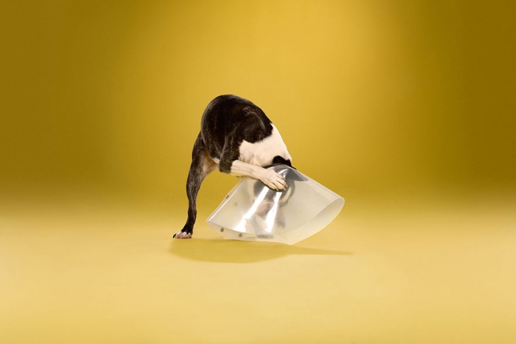 Illustration de l'article : Il photographie des chiens oblig&eacute;s de porter une collerette v&eacute;t&eacute;rinaire