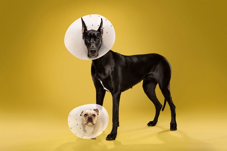 Illustration de l'article : Il photographie des chiens oblig&eacute;s de porter une collerette v&eacute;t&eacute;rinaire