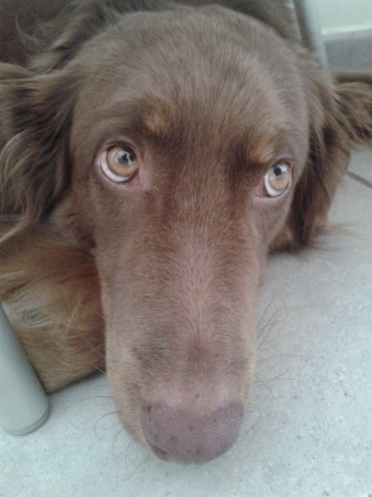 Illustration de l'article : Ce qu'ils ont trouv&eacute; dans ce sac &agrave; ordures est d&eacute;chirant, comment peut-on &ecirc;tre aussi m&eacute;chant ?