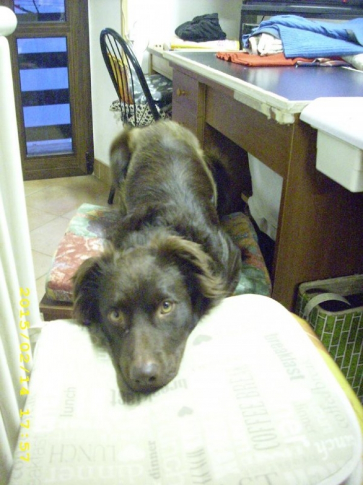 Illustration de l'article : Ce qu'ils ont trouv&eacute; dans ce sac &agrave; ordures est d&eacute;chirant, comment peut-on &ecirc;tre aussi m&eacute;chant ?