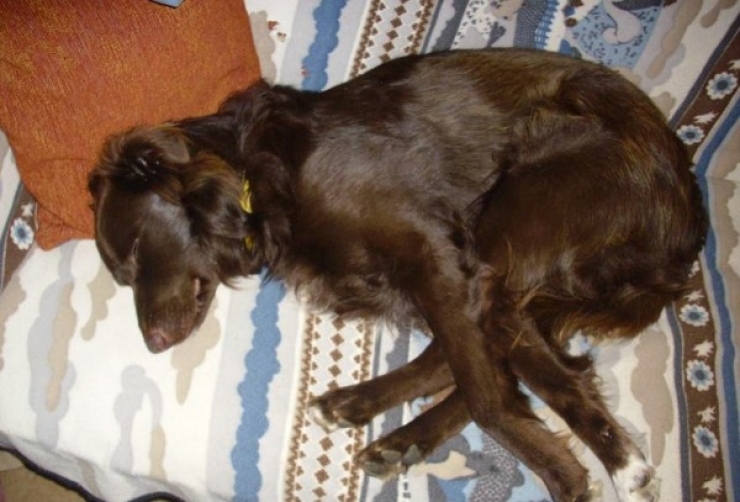 Illustration de l'article : Ce qu'ils ont trouv&eacute; dans ce sac &agrave; ordures est d&eacute;chirant, comment peut-on &ecirc;tre aussi m&eacute;chant ?