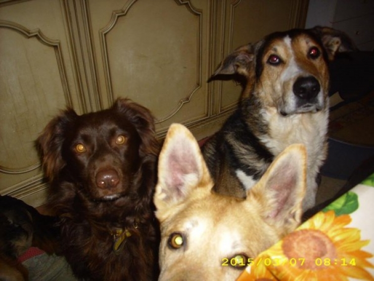 Illustration de l'article : Ce qu'ils ont trouv&eacute; dans ce sac &agrave; ordures est d&eacute;chirant, comment peut-on &ecirc;tre aussi m&eacute;chant ?