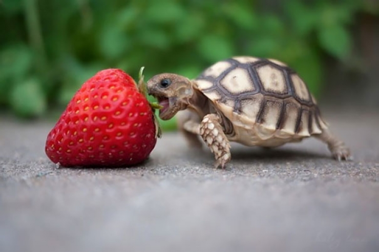 Illustration de l'article : Ces 11 animaux qui mangent des fruits rouges ne vous laisseront pas indifférents