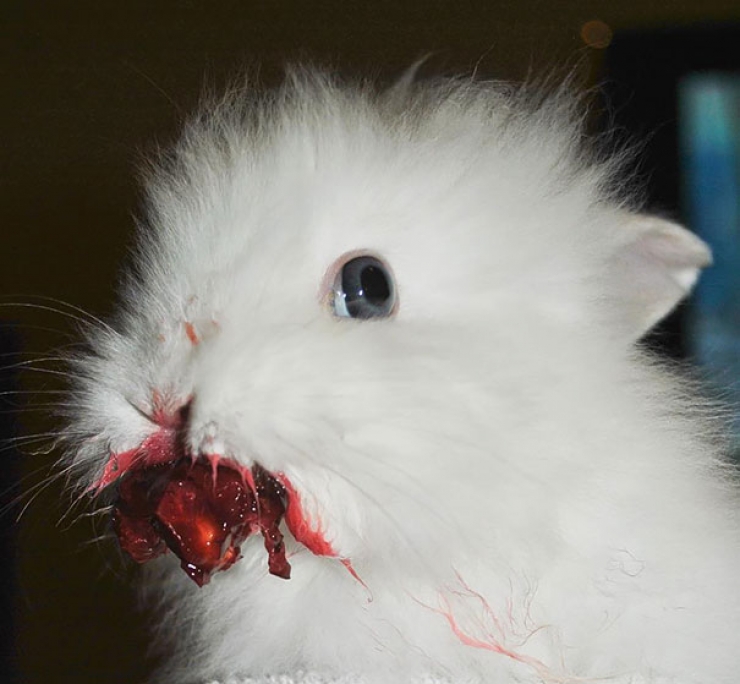 Illustration de l'article : Ces 11 animaux qui mangent des fruits rouges ne vous laisseront pas indifférents