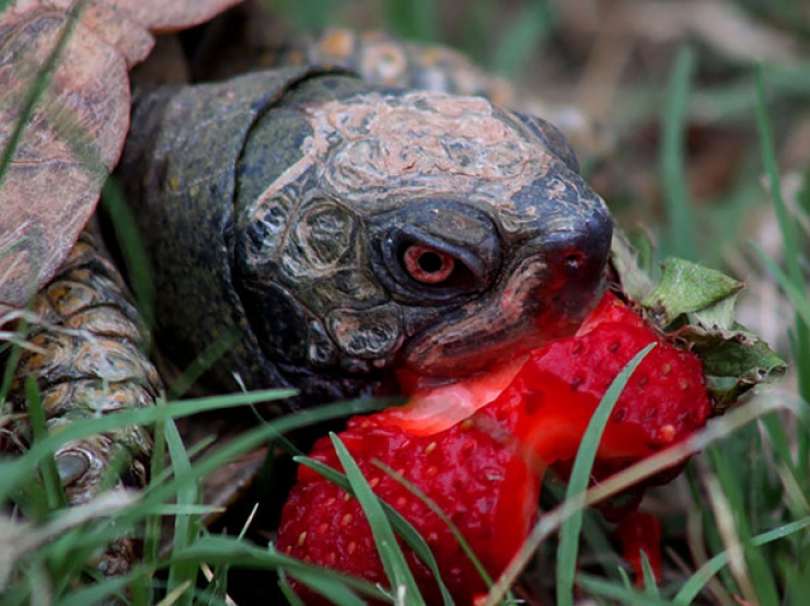 Illustration de l'article : Ces 11 animaux qui mangent des fruits rouges ne vous laisseront pas indifférents