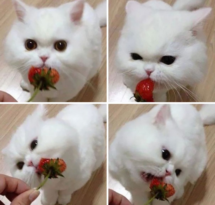 Illustration de l'article : Ces 11 animaux qui mangent des fruits rouges ne vous laisseront pas indifférents
