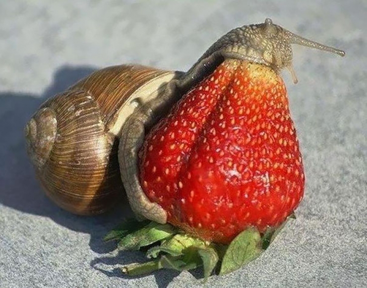 Illustration de l'article : Ces 11 animaux qui mangent des fruits rouges ne vous laisseront pas indifférents