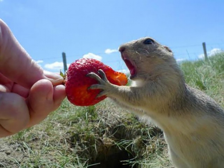 Illustration de l'article : Ces 11 animaux qui mangent des fruits rouges ne vous laisseront pas indifférents