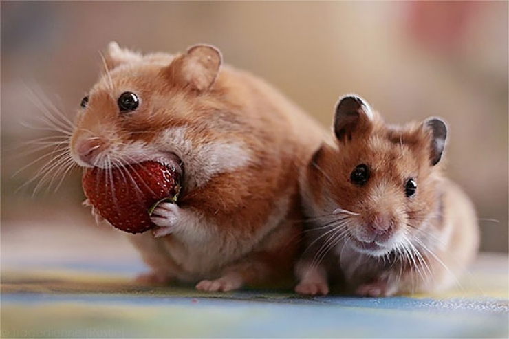 Illustration de l'article : Ces 11 animaux qui mangent des fruits rouges ne vous laisseront pas indifférents