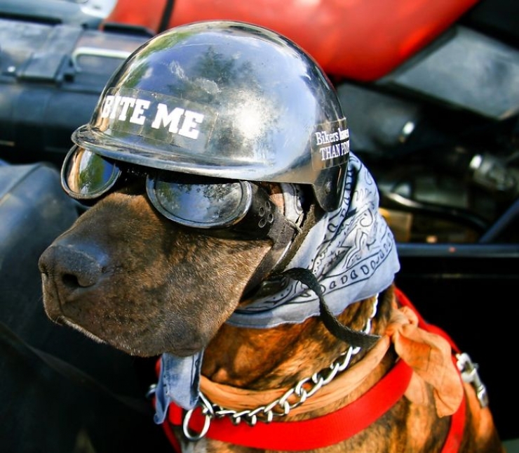 Illustration de l'article : Ce papa d&eacute;sesp&eacute;r&eacute; et ce pitbull abandonn&eacute; se sont mutuellement sauv&eacute;s