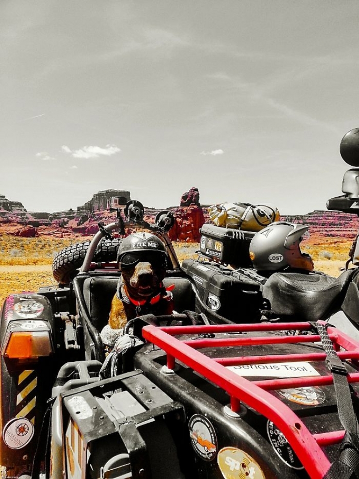 Illustration de l'article : Ce papa d&eacute;sesp&eacute;r&eacute; et ce pitbull abandonn&eacute; se sont mutuellement sauv&eacute;s