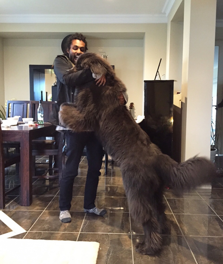 Illustration de l'article : Ces chiens qui n'ont pas encore compris qu'ils &eacute;taient devenus tr&egrave;s gros... ADORABLES !