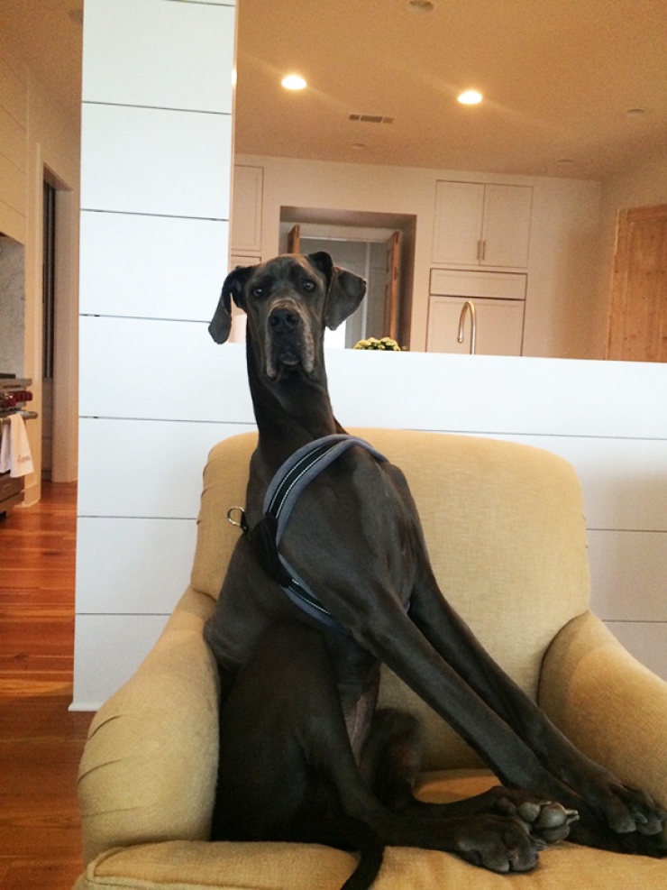 Illustration de l'article : Ces chiens qui n'ont pas encore compris qu'ils &eacute;taient devenus tr&egrave;s gros... ADORABLES !