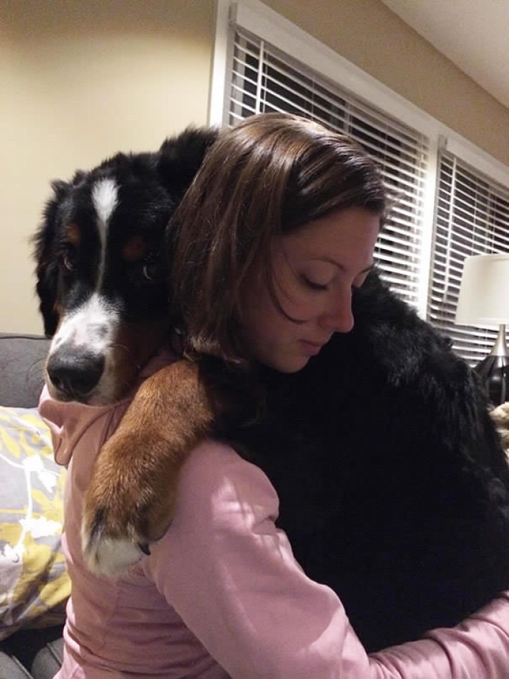 Illustration de l'article : Ces chiens qui n'ont pas encore compris qu'ils &eacute;taient devenus tr&egrave;s gros... ADORABLES !