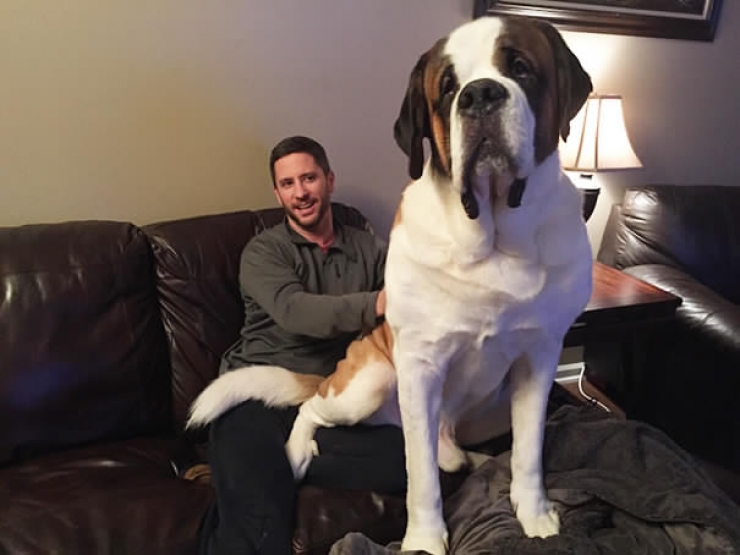 Illustration de l'article : Ces chiens qui n'ont pas encore compris qu'ils &eacute;taient devenus tr&egrave;s gros... ADORABLES !