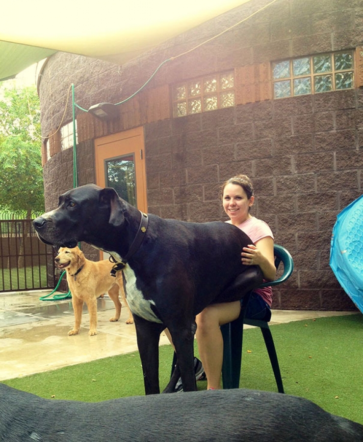 Illustration de l'article : Ces chiens qui n'ont pas encore compris qu'ils &eacute;taient devenus tr&egrave;s gros... ADORABLES !