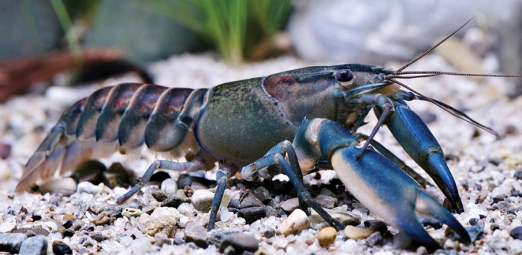 Illustration de l'article : Une nouvelle espèce d'écrevisse aux couleurs célestes