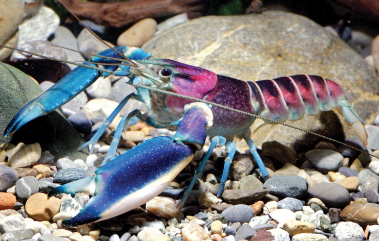 Illustration de l'article : Une nouvelle espèce d'écrevisse aux couleurs célestes