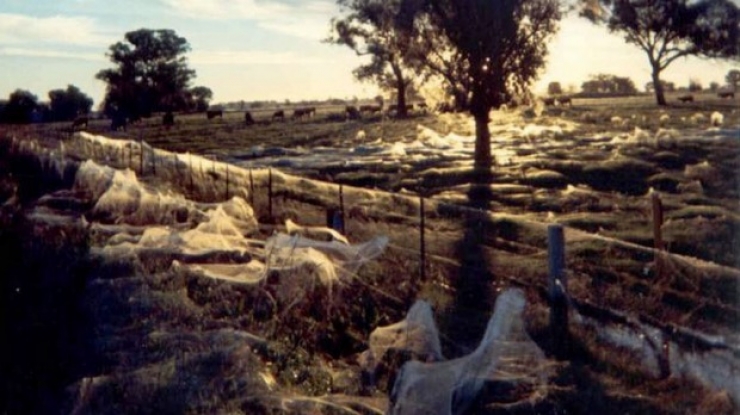 Illustration de l'article : Ce qu'il prenait pour de la neige sur son terrain est tout a fait incroyable !