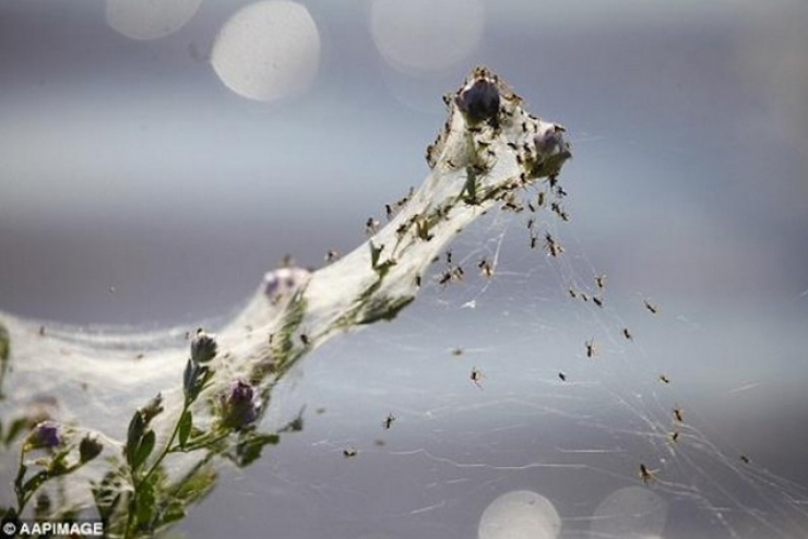 Illustration de l'article : Ce qu'il prenait pour de la neige sur son terrain est tout a fait incroyable !