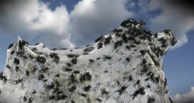 Illustration de l'article : Ce qu'il prenait pour de la neige sur son terrain est tout a fait incroyable !