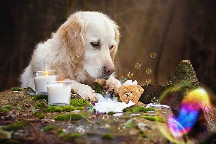 Illustration de l'article : Les aventures de Mali le golden retriever et son ours en peluche (12 photos)