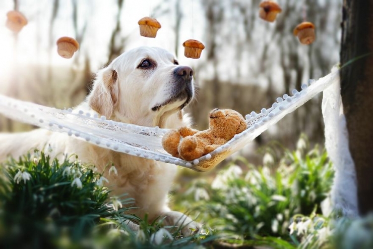 Illustration de l'article : Les aventures de Mali le golden retriever et son ours en peluche (12 photos)