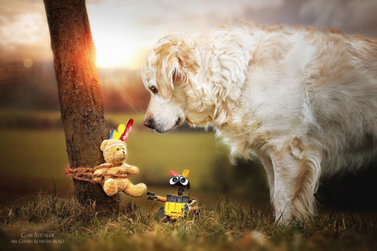 Illustration de l'article : Les aventures de Mali le golden retriever et son ours en peluche (12 photos)