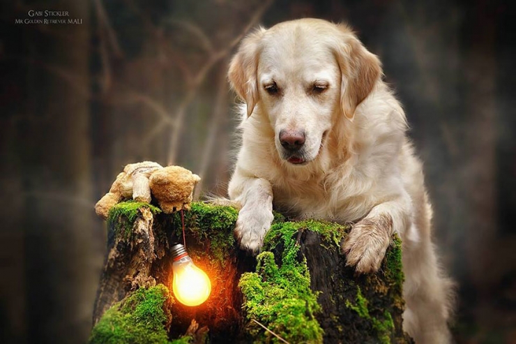 Illustration de l'article : Les aventures de Mali le golden retriever et son ours en peluche (12 photos)